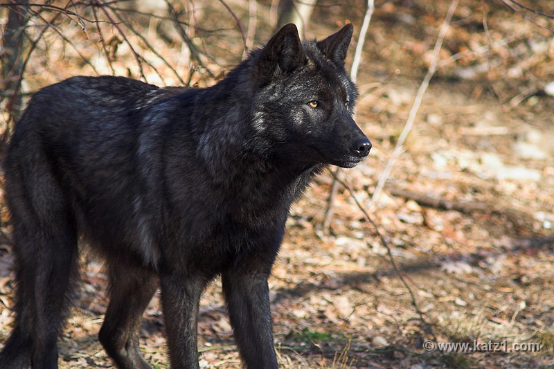 Arctic Wolf 066